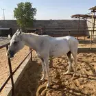 حصان ركوب فحل