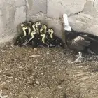 بطه