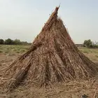 قصب خريف