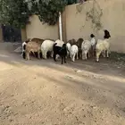 ذبايح في الحويه جمله وتفريد وتوصيل