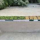 ليمون ورطب الاحساء طازج يوميا