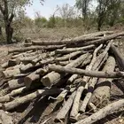 رزايز عيدان بزومي للبيع