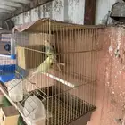 3 أزواج طيور حب بادجي للبيع مستعجل