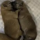 shiba inu poppy   كلب شيبا اونو