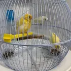 عصافير كناري ثلاثه (ذكر وانثتين ) اليفه له صوت جميل
