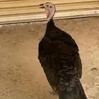 ديك رومي للبيع