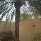 نخلتين خلاص وغراء للتبرع في الجبيل الصناعية