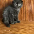 قطط كيتن للبيع