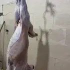 ذبايح حرية مع ذبح وتوصيل