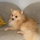 كلاب بومرينيان روسي