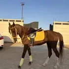 حصان