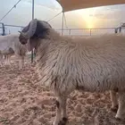 خروف نعيمي