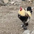 ديك براهما