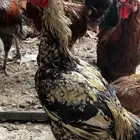 ديك بكستاني