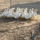 للبيع بط بكيني