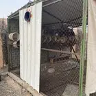 شبك دواجن