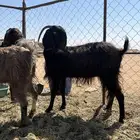 معزا مضاريع