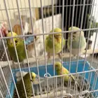 5 اجواز بادجي وفرد واحد