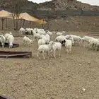 غنم معزاء عرس