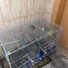 قفص ببغاء طيور  تم البيع