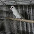 ذكر روز البينو