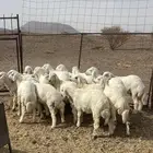 طليان ( تم البيع )