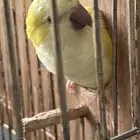 كويكر لاتينو
