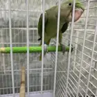 ذرة اليف