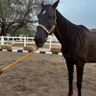 فرس انقليزيه بدون ورق حاضنه فاضيه