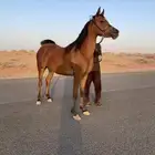 مهره واهو