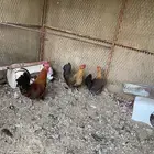للبيع دجاج فيومي