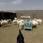 طليان وتيوس ذبايح