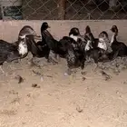 10 صيصان بط مصري