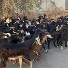 92 راس تيوس عوارض سودانيه