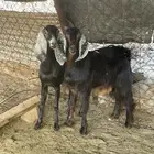 تيس و جفره