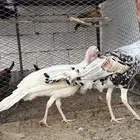طقم دجاج رومي للبيع