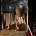 عربة نقل خيل
