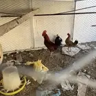 ديك باكستاني للبيع السوم 150