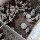 صوص فيومي