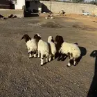 نعيم صغار تم البيع