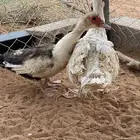 للبيع بط بح مصوي بيض