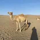 ناقه حره صافيه لقحه