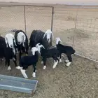 شياه نجد ولد