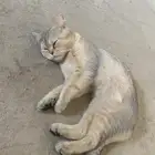 بسه مفقود اسمه ليون و ناديه بسبس