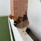 دجاج عربي اصيل