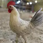 ديكة فيومي المنيوم