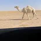 بعير اوضح