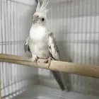 أنثى كروان