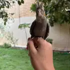 فرخ كروان(تم البيع )