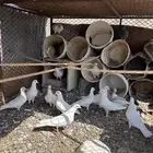 حمام فرنسي جامبو